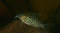 Corydoras reticulatus - Männchen