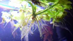 Ceratopteris pteridoides