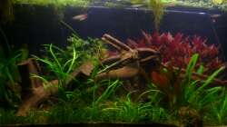 Aquarium nach Lampenwechsel Januar 2013