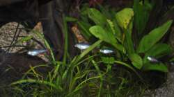 Aphyocharax anisitsi - Schwarmbildung