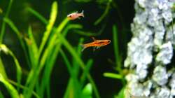 Boraras brigittae