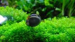 Geweihschnecke von unten