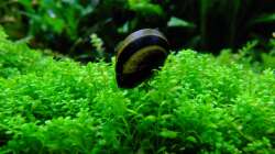 Geweihschnecke