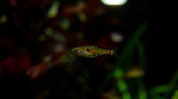 Boraras naevus