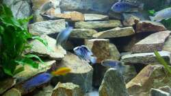 Linke Seite vom Becken