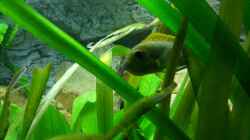 Labidochromis sp. hongi -red top Weibchen mit Eiern im Maul
