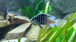 Labidochromis chisumulae Männchen