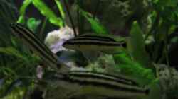 3 von 5 Julidochromis ornatus