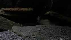 Besatz im Aquarium Dark Cave of Masala Island