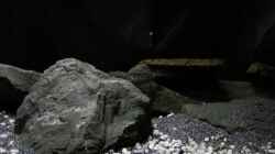 Besatz im Aquarium Dark Cave of Masala Island