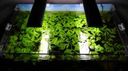 Die Oberfläche ist zu gewachsen.