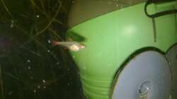 Roter von Rio Jungtier