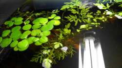 Froschbiss & Hornfarn (muss aber noch wachsen)