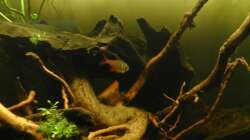 Roter von Rio beim erkunden.