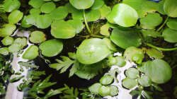 Riesen Froschbiss :D