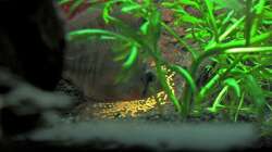 Altispinosus über Gelege