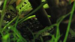 Besatz im Aquarium Gesellschaftsbecken