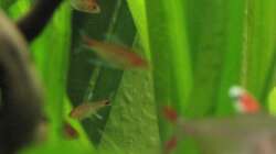 Besatz im Aquarium Gesellschaftsbecken