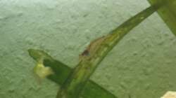 Besatz im Aquarium Gesellschaftsbecken