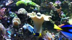 Pflanzen im Aquarium Meerwasserbecken deluxe