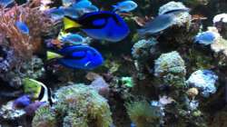 Aquarium Meerwasserbecken deluxe