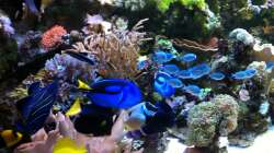 Besatz im Aquarium Meerwasserbecken deluxe