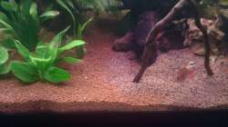 Manado, ging sehr gut zu verarbeiten