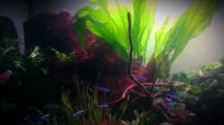 Mangroven-Wurzel, bzw massives Mangroven-Holz :D 