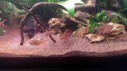 und der feine braune Kies