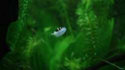 Raubturmdeckelschnecke