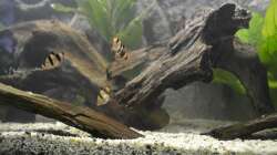 Dekoration im Aquarium Juwel Rio 180