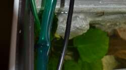 Technik im Aquarium Juwel Rio 180