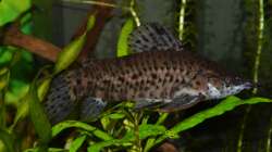 Besatz im Aquarium Juwel Rio 180