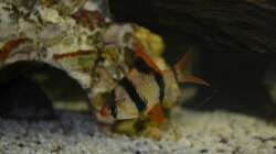 Besatz im Aquarium Juwel Rio 180