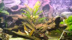 Aquarium Juwel Rio 180