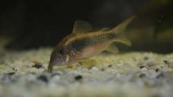 Besatz im Aquarium Juwel Rio 180