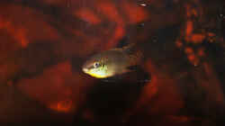 Besatz im Aquarium Enigmatochromis