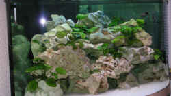 Aquarium Becken 2495