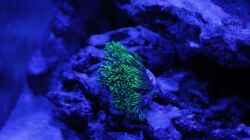Briareum hamrum - Grüne Röhrenkoralle - im blauen Licht fluoreszierend