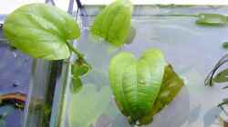 Pflanzen im Aquarium Am Fensterbrett I