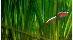 Besatz im Aquarium Neons und Skalare