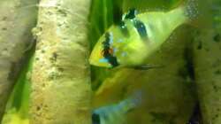 Besatz im Aquarium Neons und Skalare