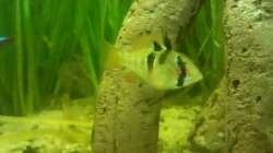 Besatz im Aquarium Neons und Skalare