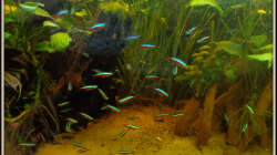 Aquarium Neons und Skalare