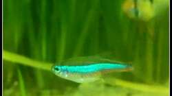 Besatz im Aquarium Neons und Skalare