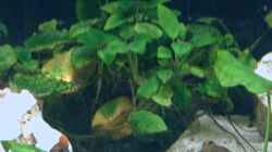 Pflanzen im Aquarium Becken 2499