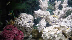 Dekoration im Aquarium Becken 250