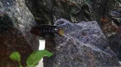 Besatz im Aquarium Aquael panorama Becken