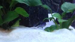 Dekoration im Aquarium Aquael panorama Becken