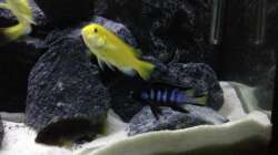 Besatz im Aquarium Aquael panorama Becken